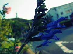 なんかカッコ良かったので