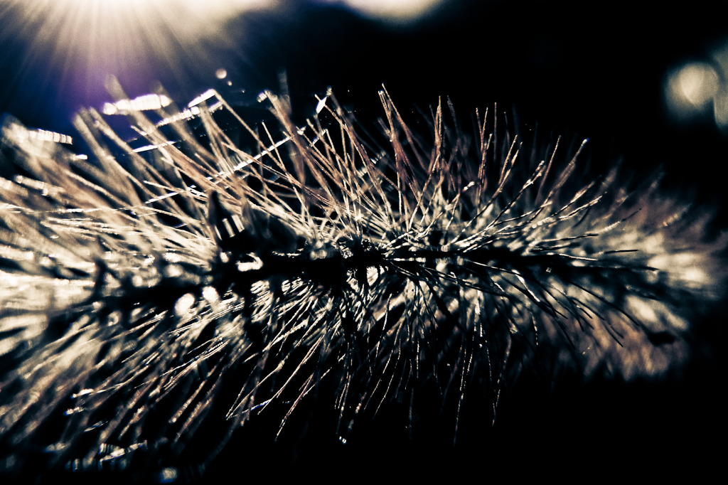a Bristle grass