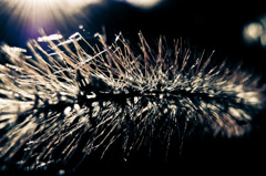 a Bristle grass