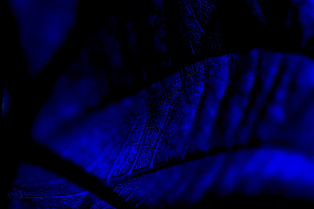 So Blue