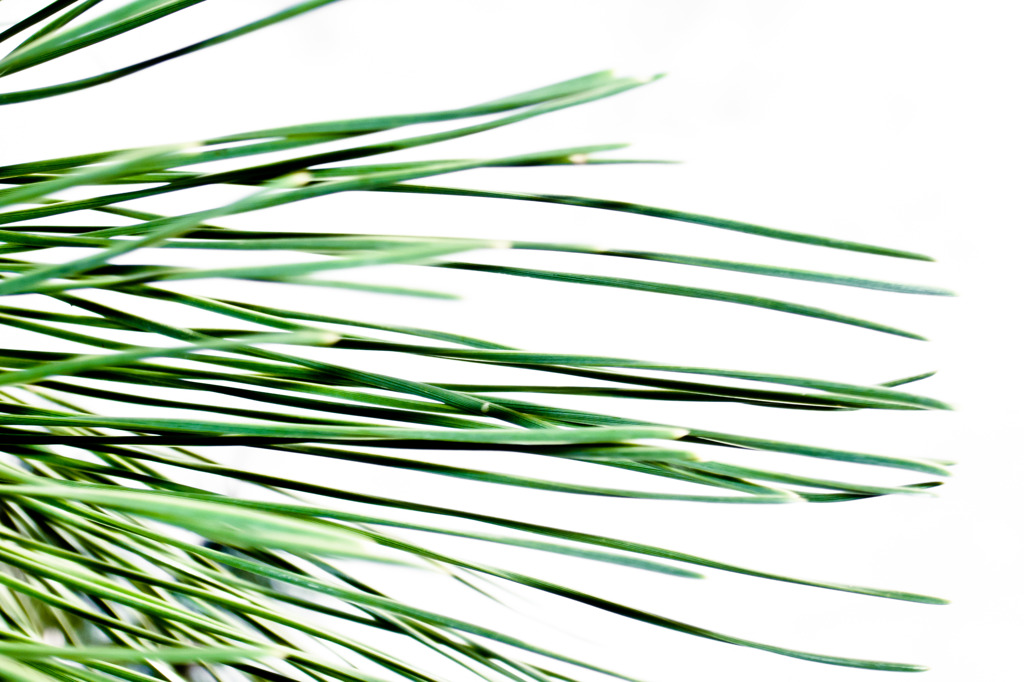 Color of pine needle