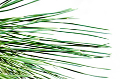 Color of pine needle