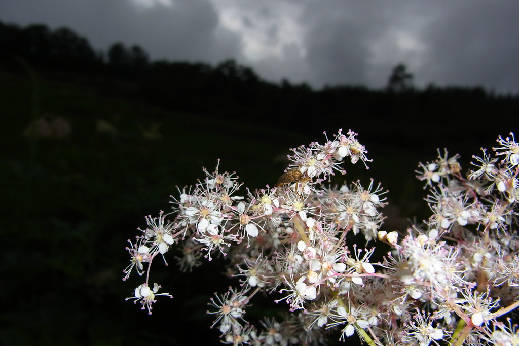 ヤグルマソウ（虫付き）
