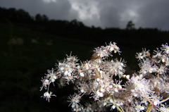 ヤグルマソウ（虫付き）