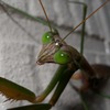 Tenodera aridifolia_01