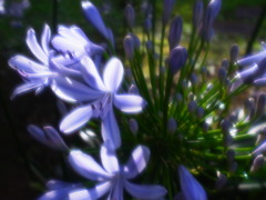 アガパンサスの花