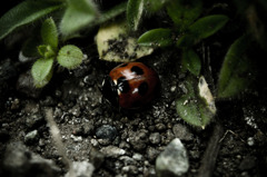 Ladybug