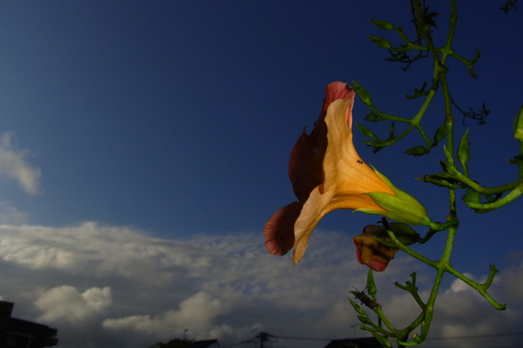 ノウゼンカズラ