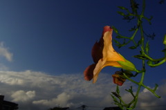 ノウゼンカズラ