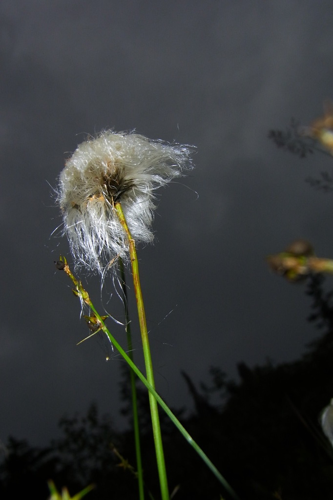 おばぁちゃん（ワタスゲ）