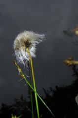 おばぁちゃん（ワタスゲ）