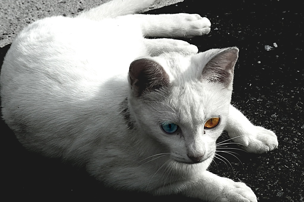 a Cat （とある猫さん）