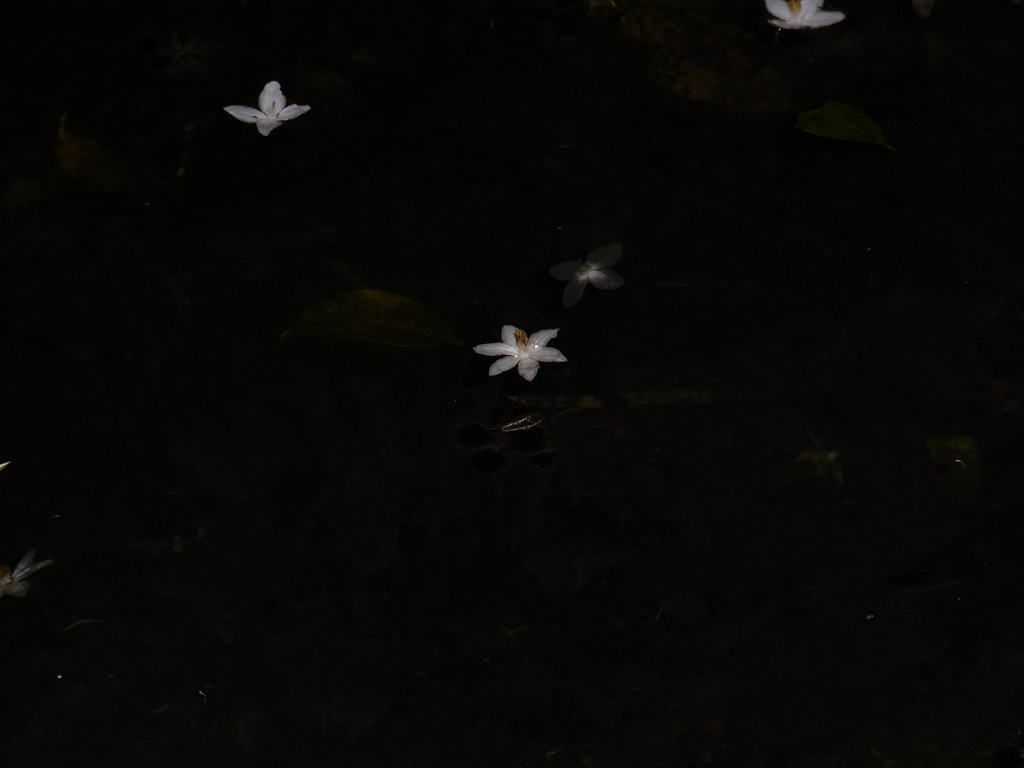 水面に浮かぶ華