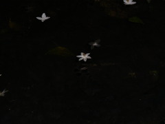 水面に浮かぶ華