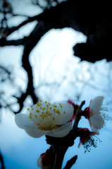 ume