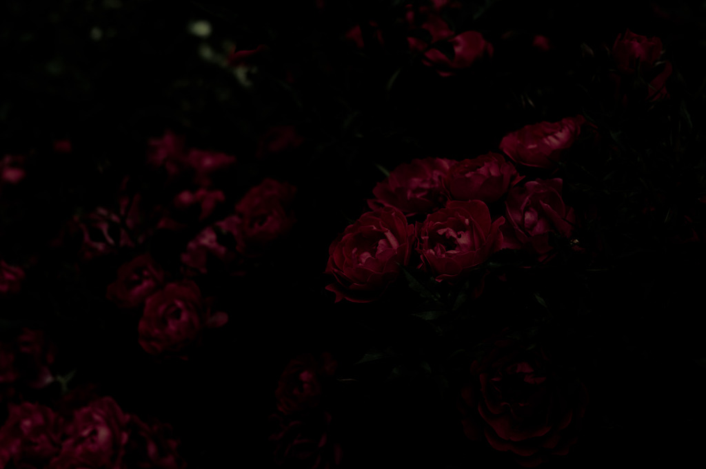Imaginary of Rosy