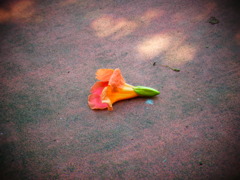 トイカメラモード試し撮り