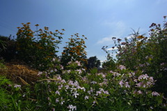 炎天下の中ご苦労様