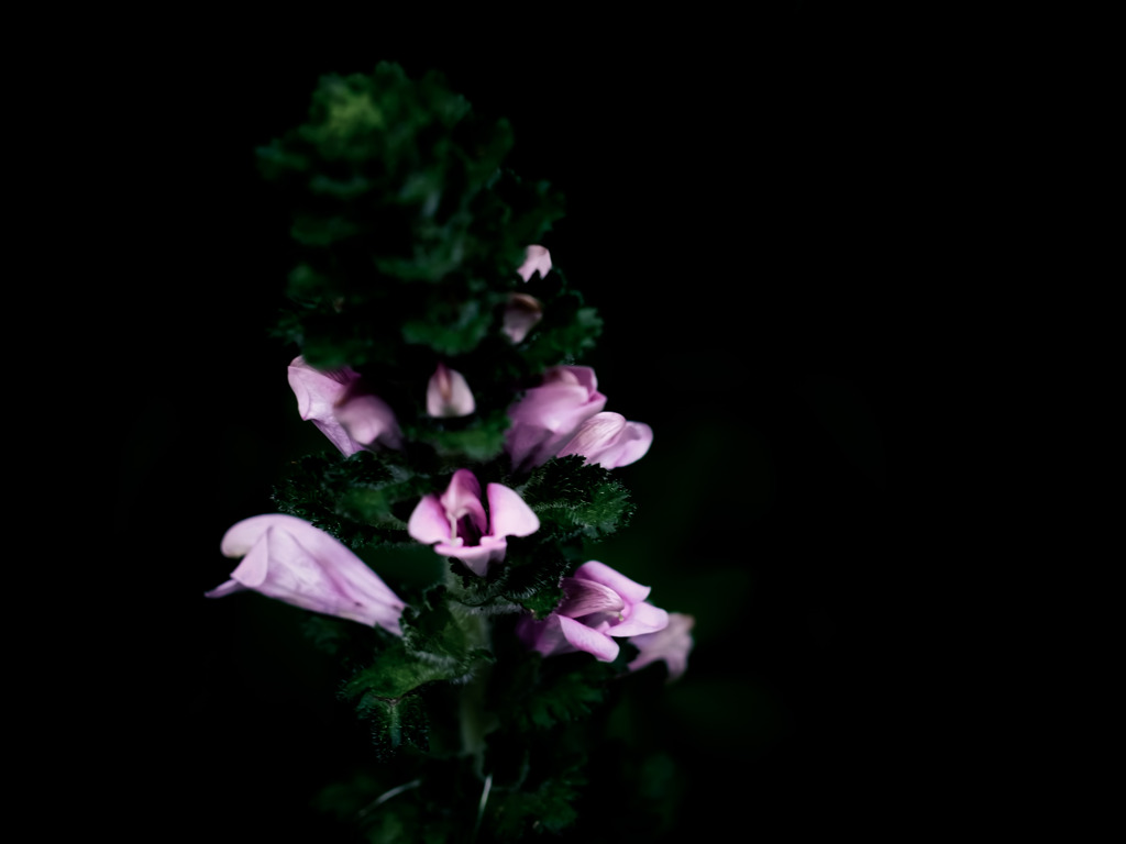 a Plant