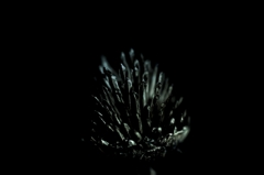 Dark Fantasy