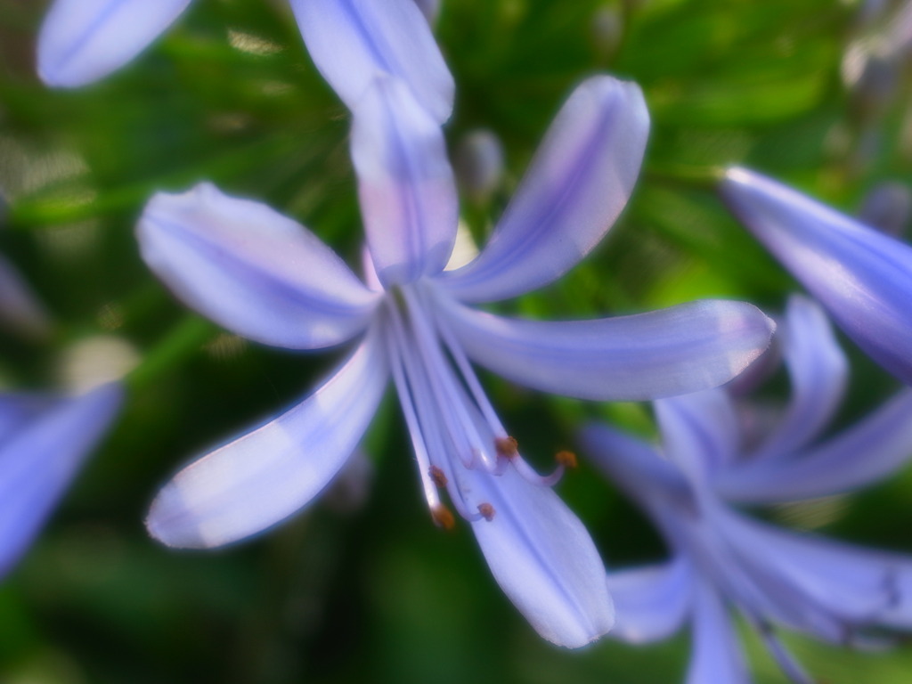 アガパンサスの花2