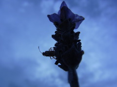 ラベンダーに虫