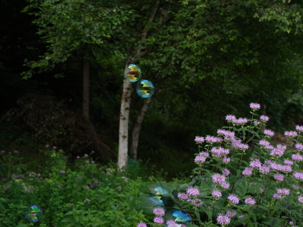 しゃぼんだまランデブー