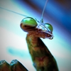 Tenodera aridifolia_03