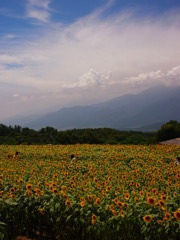 向日葵の海