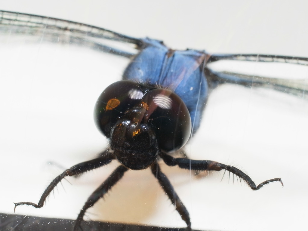 シオカラアップ