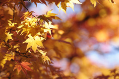 TEST_UP_2010_紅葉_04