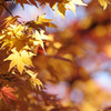 TEST_UP_2010_紅葉_04