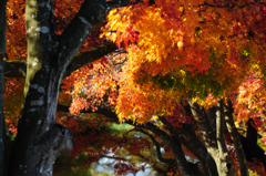 TEST_UP_2010_紅葉_03
