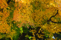 TEST_UP_2010_紅葉_02