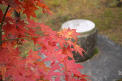 TEST_UP_2010_紅葉_01
