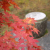 TEST_UP_2010_紅葉_01