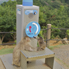 モンキートーク