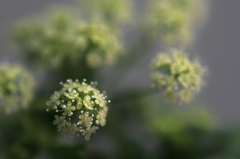 セロリの花盛り