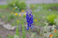 うちの庭の花。