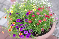 IMGP0882