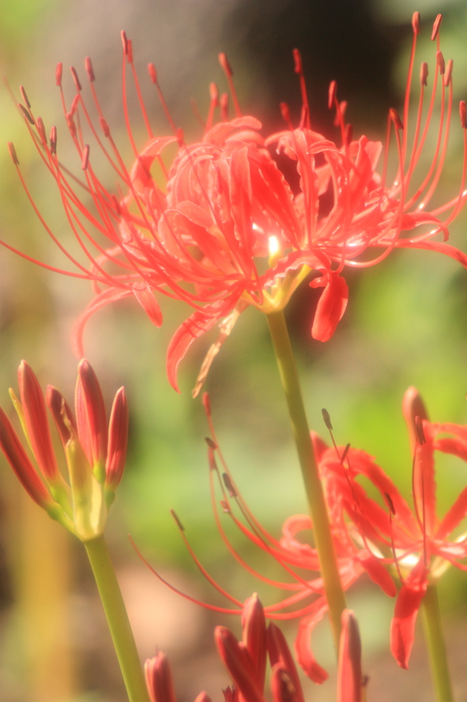 ふんわり曼珠沙華