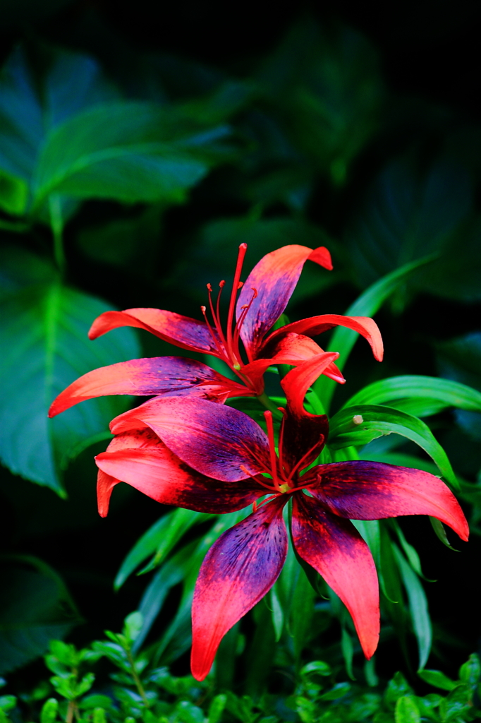 花