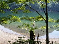 白神山地より