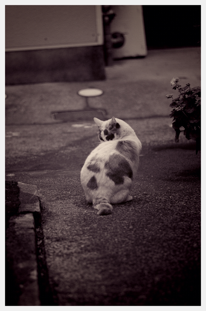 路地裏の猫~宮崎~