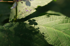 玉紫陽花