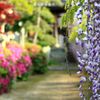花かんざし