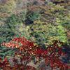 紅一点