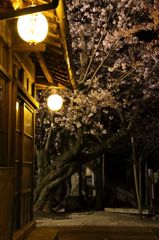 桜浪漫