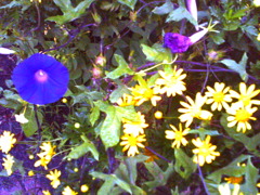 flowers