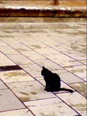 スペインの黒猫さん